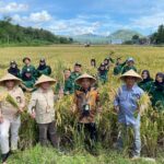 Panen Perdana Metode Ankansas, Polbangtan Kementan Catat Produktivitas