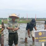 Percepat Pemulihan Pascabencana, Aceh Gelar Tanam Padi Serempak